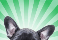 Animal Ears